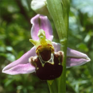 Ophrys apifera subsp. apifera