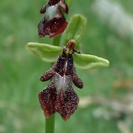 Ophrys insectifera subsp. insectifera
