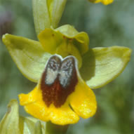 Ophrys lutea subsp. lutea