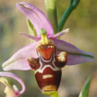 Ophrys scolopax subsp. apiiformis