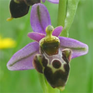Ophrys scolopax subsp. scolopax