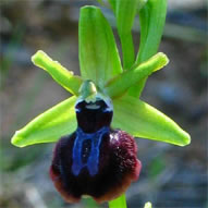 Ophrys sphegodes subsp. litigiosa
