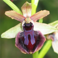 Ophrys sphegodes subsp. passionis
