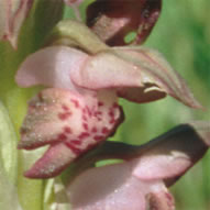 Orchis coriophora subsp. coriophora