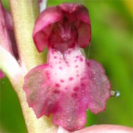 Orchis coriophora subsp. martrinii