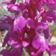 Orchis mascula subsp. mascula