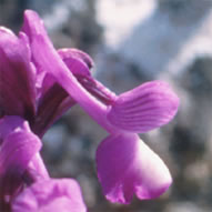 Orchis morio subsp. champagneuxii