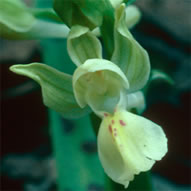 Orchis provincialis subsp. provincialis